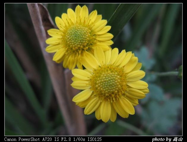 菊科 (1).jpg