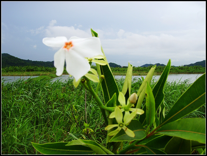 珠海-海芒果花2.jpg