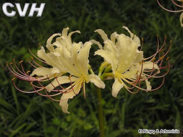 稻草石蒜.jpg