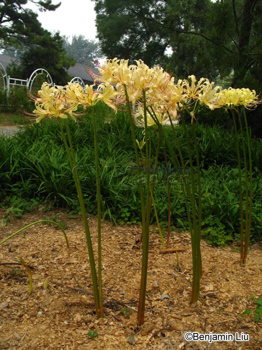 稻草石蒜2.jpg
