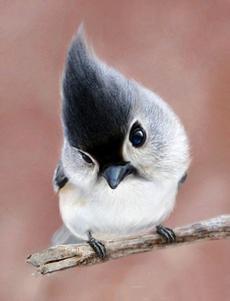 闽南师范大学绿缘鸟组